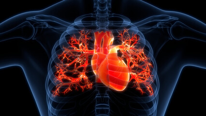 Human Circulatory System Heart Anatomy