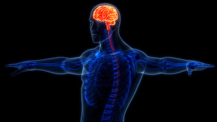 Obraz premium Central Organ of Human Nervous System Brain Anatomy