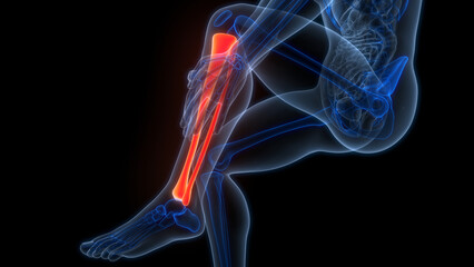 Human Skeleton System Tibia and Fibula Bone Joints Anatomy