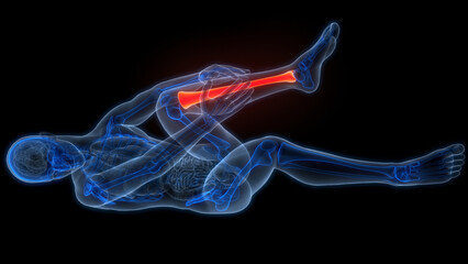 Human Skeleton System Tibia and Fibula Bone Joints Anatomy