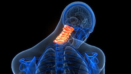 Spinal Cord Vertebral Column Cervical Vertebrae of Human Skeleton System Anatomy - obrazy, fototapety, plakaty
