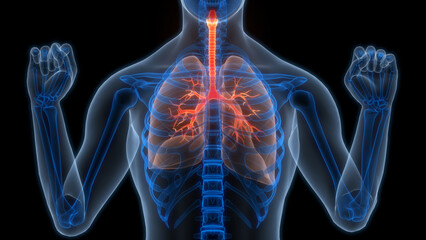 Human Respiratory System Lungs Anatomy