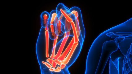 Human Skeleton System Palm Hand Bone Joints Anatomy