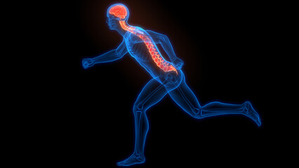 Obraz premium Central Organ of Human Nervous System Brain Anatomy