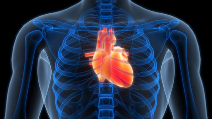 Human Circulatory System Heart Anatomy - obrazy, fototapety, plakaty