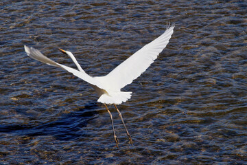 サギの飛ぶ姿　ダイサギ　丹波篠山　篠山川　秋