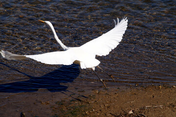 サギの飛ぶ姿　ダイサギ　丹波篠山　篠山川　秋