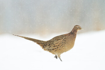Bird - Common pheasant Phasianus colchius Ring-necked pheasant in natural habitat wildlife Poland Europe