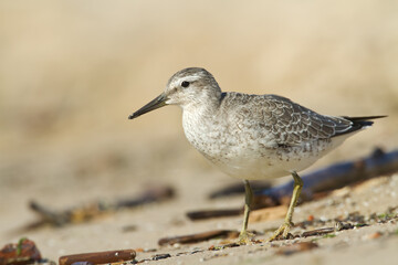 Shorebird - juvenile Calidris canutus, Red Knot on the Baltic Sea shore, migratory bird Poland Europe