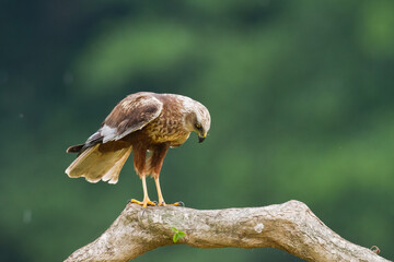 Flying Birds of prey Marsh harrier Circus aeruginosus, hunting time Poland Europe