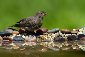 Bird female or young Black Redstart Phoenicurus ochruros small bird on green background