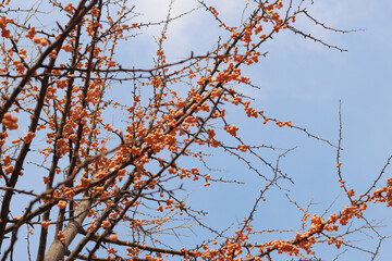 Ginkgo tree in autumn. Orange fruits on tree branches against the sky. Change of season in nature. Ripe ginkgo fruits