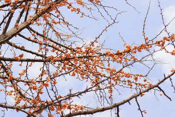 Ginkgo tree in autumn. Orange fruits on tree branches against the sky. Change of season in nature. Ripe ginkgo fruits