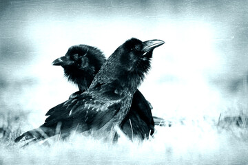 beautiful raven Corvus corax sitting on the branch North Poland Europe, old vintage filters - halloween