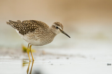 Shorebirds - Wood Sandpiper Tringa glareola, wildlife Poland Europe