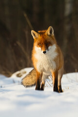 Fox Vulpes vulpes in autumn scenery, Poland Europe, animal walking among autumn meadow