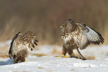 landing Common buzzard Buteo buteo in the fields in winter snow, buzzards in natural habitat, hawk...