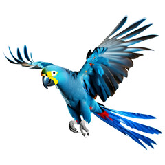 Blue Parrot Flying Isolated on Transparent Background