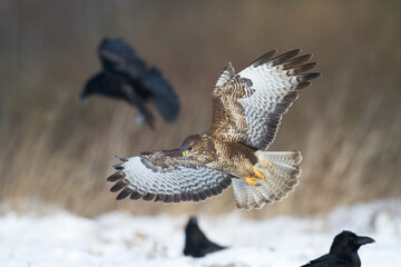 landing Common buzzard Buteo buteo in the fields in winter snow, buzzards in natural habitat, hawk bird on the ground, predatory bird close up winter bird