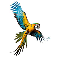Fototapeta premium Macaw Flying Isolated on Transparent Background