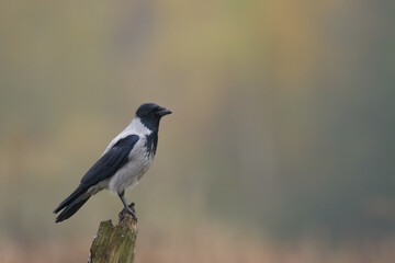 Bird - Hooded crow Corvus cornix in amazing blurred background Poland Europe