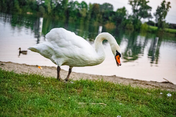 swan on the lake