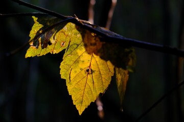 yellow leaf of mountain maple