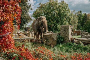 Big elephant in prague zoo nature background. Savanna, wildlife concept.