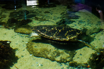 The blurry image of a turtle swimming in a deep aquarium. Great for educating children about marine animals.
