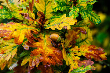 autumn leaves and acorns