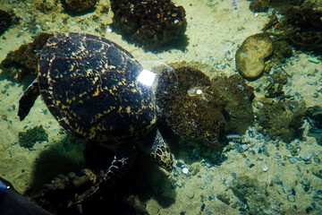 The blurry image of a turtle swimming in a deep aquarium. Great for educating children about marine animals.