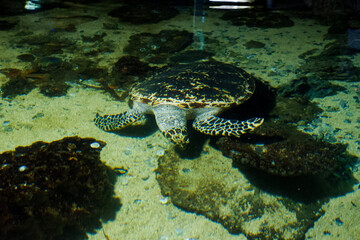 The blurry image of a turtle swimming in a deep aquarium. Great for educating children about marine animals.