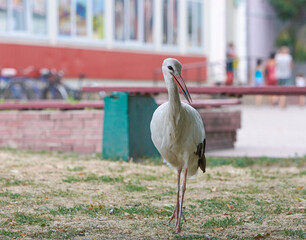 Big wild stork in a city © Vladyslav Siaber