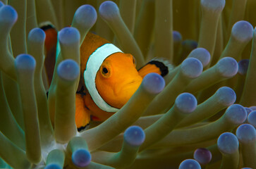 Clownfish and Anemone