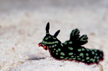 Nudibranch in the Sand