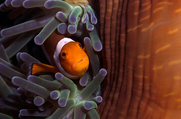 Clownfish and Anemone