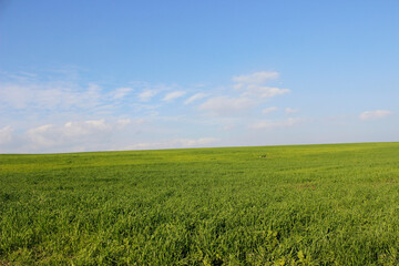 green fields with blue sky background