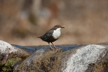 merlo acquaiolo (Cinclus cinclus) dipper