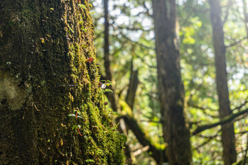 Obraz premium Close up an old tree trunk with little tree and green moss on a background of rain forest.