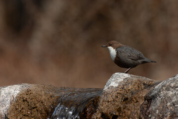 merlo acquaiolo (Cinclus cinclus) dipper