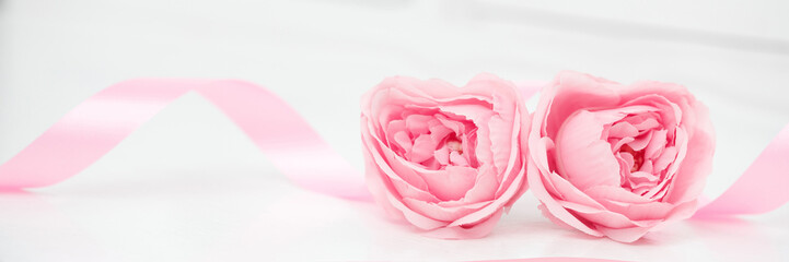 Two pink roses and ribbons isolated on white background, Valentines day