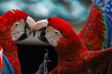 Close up head the red macaw parrot bird © pumppump
