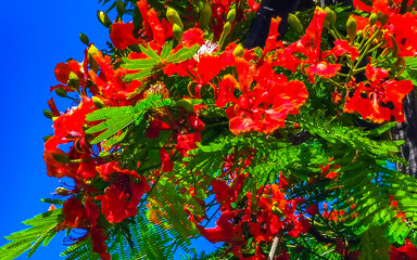 Beautiful tropical flame tree red flowers Flamboyant Delonix Regia Mexico.