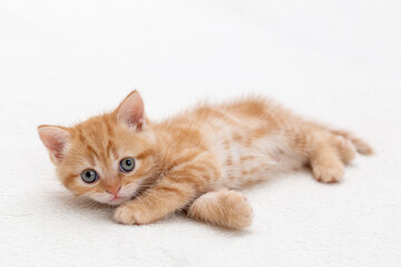 Ginger kitten lying down and looking at the camera