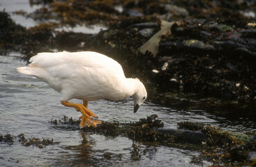 Ouette marine, male, Chloephaga hybrida malvinarum, Iles Falkland, Malouines