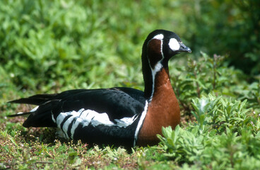 Bernache à cou roux,.Branta ruficollis, Red breasted Goose