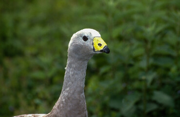 Céréopse cendré,.Cereopsis novaehollandiae, Cape Barren Goose