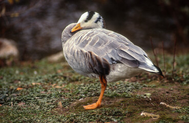 Obraz premium Oie à tête barrée,.Anser indicus, Bar headed Goose