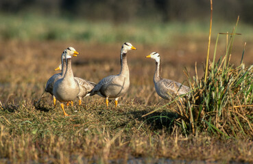 Oie à tête barrée,.Anser indicus, Bar headed Goose