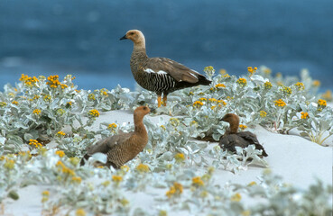 Ouette à tête rousse,.Chloephaga rubidiceps, Ruddy headed Goose, Senecon, senecio candica